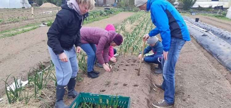 Gardening for Beginners